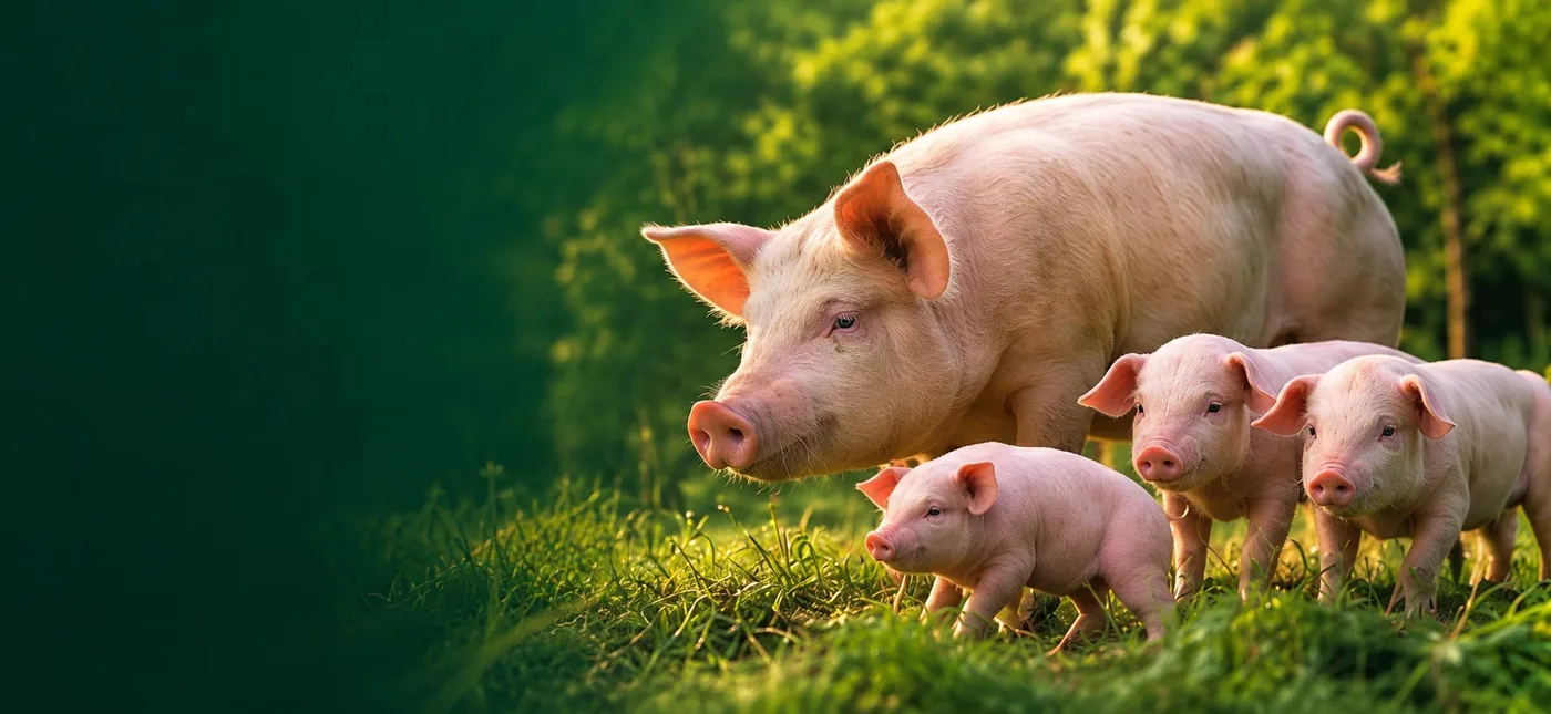 Sow with piglets at pasture — BAJ Royal Farms imagery from bajfarm.ng
